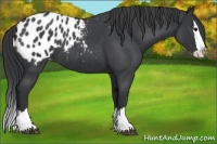 Horse Color:Blue Roan Splash Appaloosa 