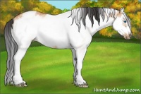 Horse Color:White Spotted Bay Dun Splash Frame 
