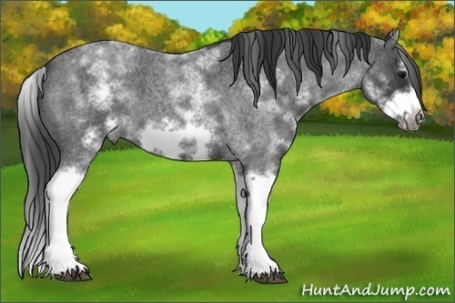 Horse Color:White Spotted Blue Roan Splash Frame Varnish 