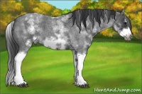 Horse Color:White Spotted Blue Roan Splash Frame Varnish 
