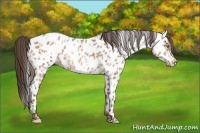 Horse Color:Amber Champagne Appaloosa  and Amber Champagne Appaloosa 