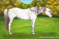 Horse Color:Amber Champagne Dun Appaloosa  and Gray Amber Champagne Dun Appaloosa 