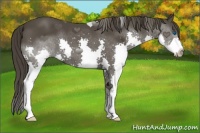 Horse Color:Smoky Black Splash