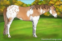 Horse Color:Buckskin Splash Appaloosa