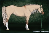 Horse Color:Silver Bay Dun 