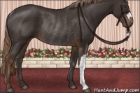 Horse Color:Liver Chestnut Rabicano 
