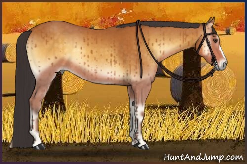 Horse Color:Buckskin Onyx 