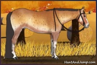 Horse Color:Buckskin Onyx 