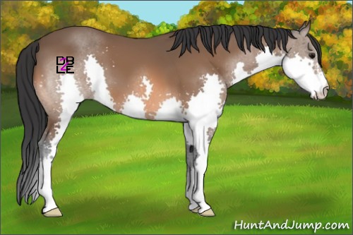 Horse Color:Bay Splash 
