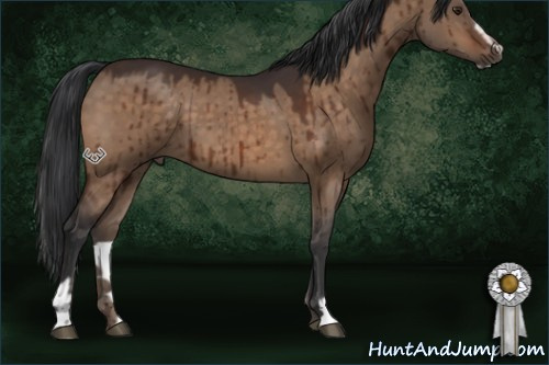 Horse Color:Brown Dun Sabino Brindle 