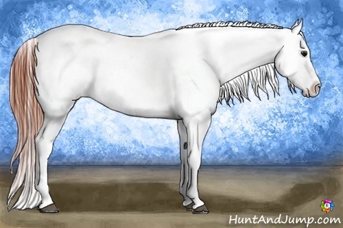 Horse Color:Bay Tobiano Appaloosa  Brindle