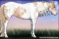 Horse Color:White Spotted Chestnut Pearl Tobiano 