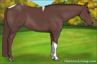 Horse Color:Chocolate Smoky Black Tobiano 