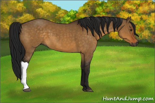 Horse Color:Gray Buckskin Dun 