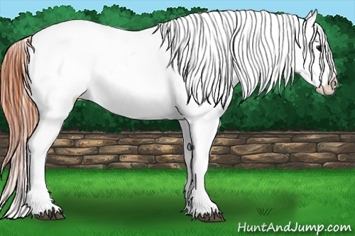 Horse Color:Bay Splash Tobiano Appaloosa  Brindle