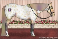 Horse Color:Nacre Buckskin Near Leopard 