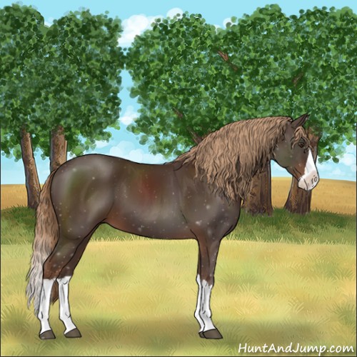 Horse Color:Liver Chestnut Splash 