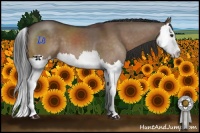 Horse Color:Brown Dun Sabino Splash 