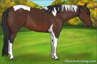Horse Color:Brown Tobiano 