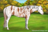 Horse Color:Bay Splash Tobiano Varnish  Brindle