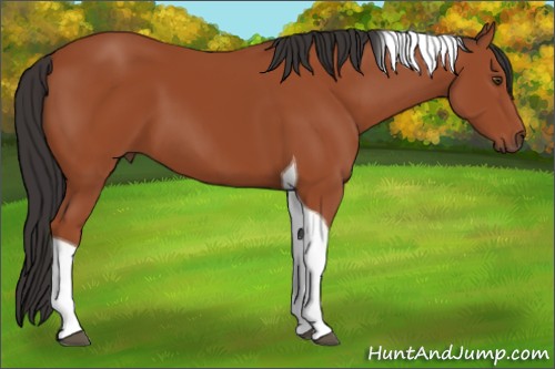 Horse Color:Bay Tobiano 