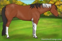 Horse Color:Bay Tobiano 