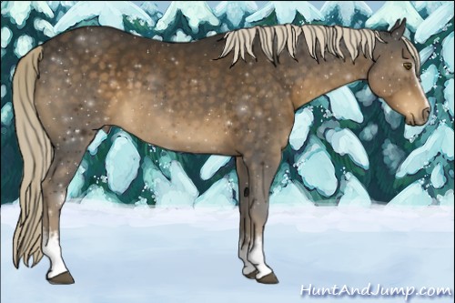 Horse Color:White Spotted Chocolate Palomino Rabicano