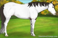 Horse Color:Liver Chestnut Sabino Splash Near Fewspot 
