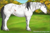 Horse Color:Brown Sabino Snowcap 