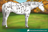 Horse Color:Liver Chestnut Sabino Appaloosa 