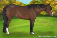 Horse Color:Bay Sabino