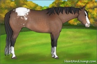 Horse Color:Bay Sabino Splash Varnish 