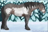 Horse Color:Liver Chestnut Ice Frame 