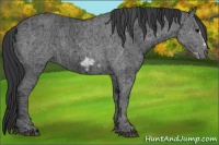 Horse Color:Black Ice Frame 
