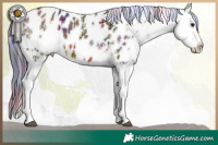 Horse Color:Nacre White Spotted Brown Ice Appaloosa  and Nacre Brown Tobiano Appaloosa 