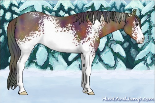 Horse Color:Nacre White Spotted Brown