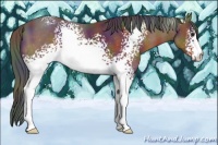 Horse Color:Nacre White Spotted Brown