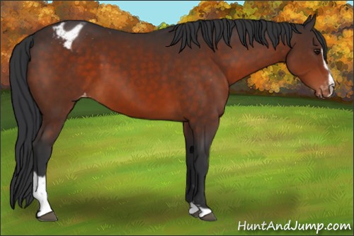 Horse Color:Brown Sabino Appaloosa 