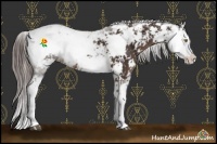 Horse Color:Liver Chestnut Sabino