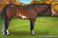 Horse Color:Bay Splash Frame 