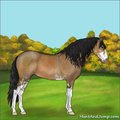 Horse Color:Gray Bay Dun Sabino Appaloosa