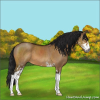 Horse Color:Gray Bay Dun Sabino Appaloosa 