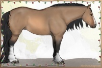 Horse Color:White Spotted Bay Dun Sabino Rabicano 