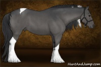 Horse Color:Blue Roan Tobiano