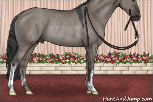 Horse Color:Grullo Mushroom Rabicano 
