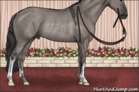 Horse Color:Grullo Mushroom Rabicano
