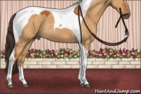 Horse Color:Buckskin Dun Tobiano Rabicano