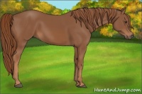 Horse Color:Chestnut 
