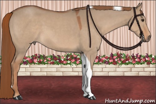 Horse Color:Red Dun Roan Tobiano 