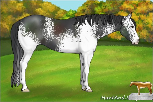 Horse Color:White Spotted Black Sabino 